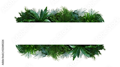 Green leaves nature frame layout of tropical plants bush (Monstera, palm, fern, rubber plant, pine, birds nest fern) foliage floral arrangement on white background with clipping path.