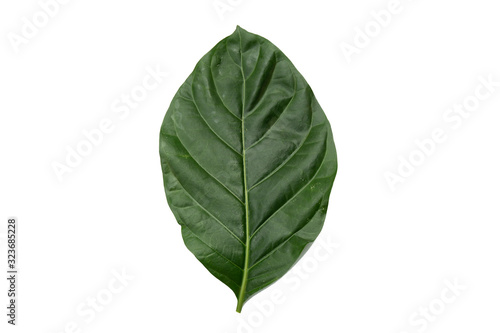  leaf isolated on white background  File contains a clipping path.