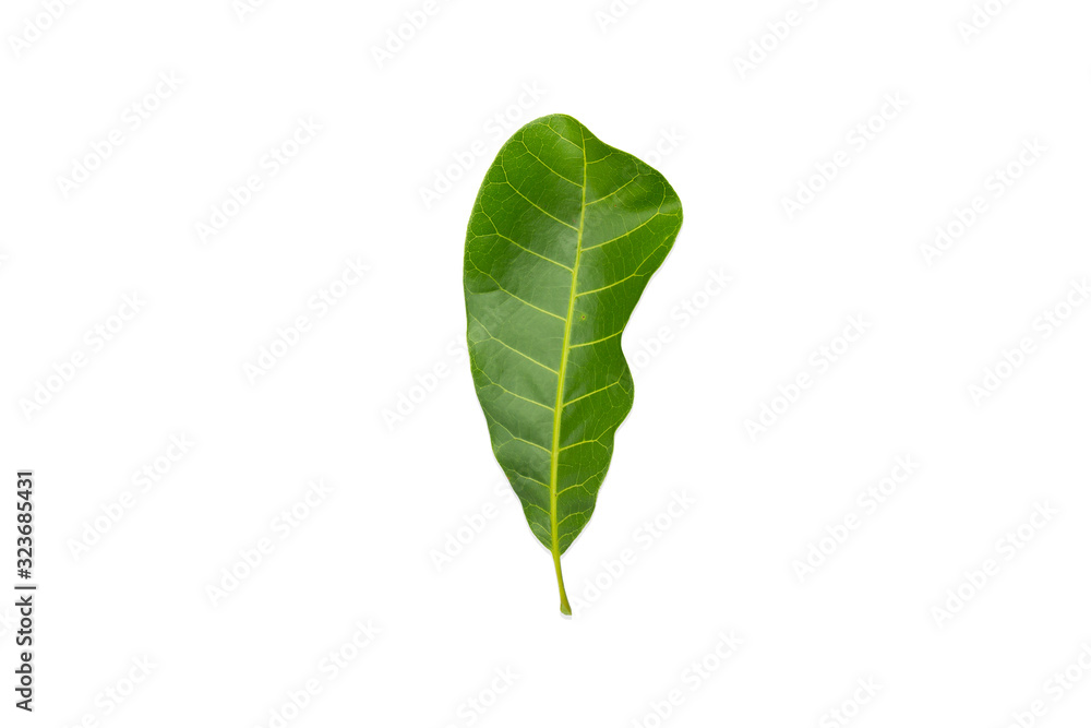 Cashew leaf isolated on white background wiht clipping paths Cashew leaf isolated on white background wiht clipping paths