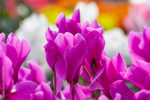 Blooming purple flowers cyclamen，Cyclamen persicum photo