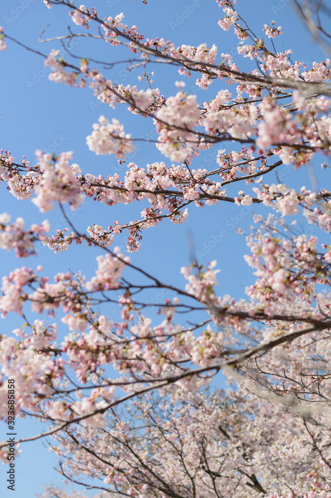 桜の花