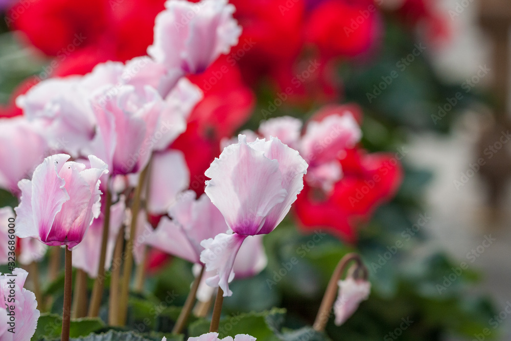 Blooming purple flowers cyclamen,Cyclamen persicum Blooming purple flowers cyclamen,Cyclamen persicum