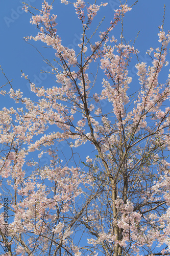 桜の木