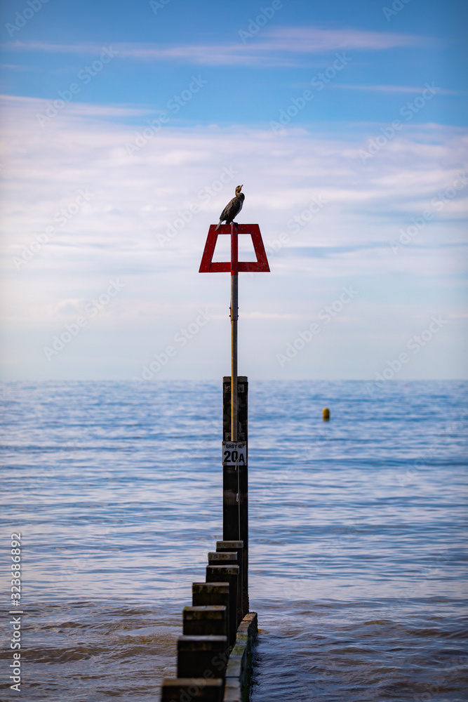 Cormorant perched on a groyne