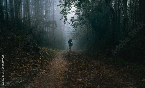 Way of Saint James in Nothern Spain. Pilgrim backpacker female going by the path through Eucalyptus forest back view image shoot. Holy places pilgrimage concept image.