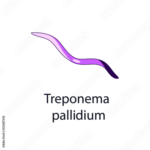 Treponema pallidium. Bacterial microorganism. Vector illustration isolated on white.