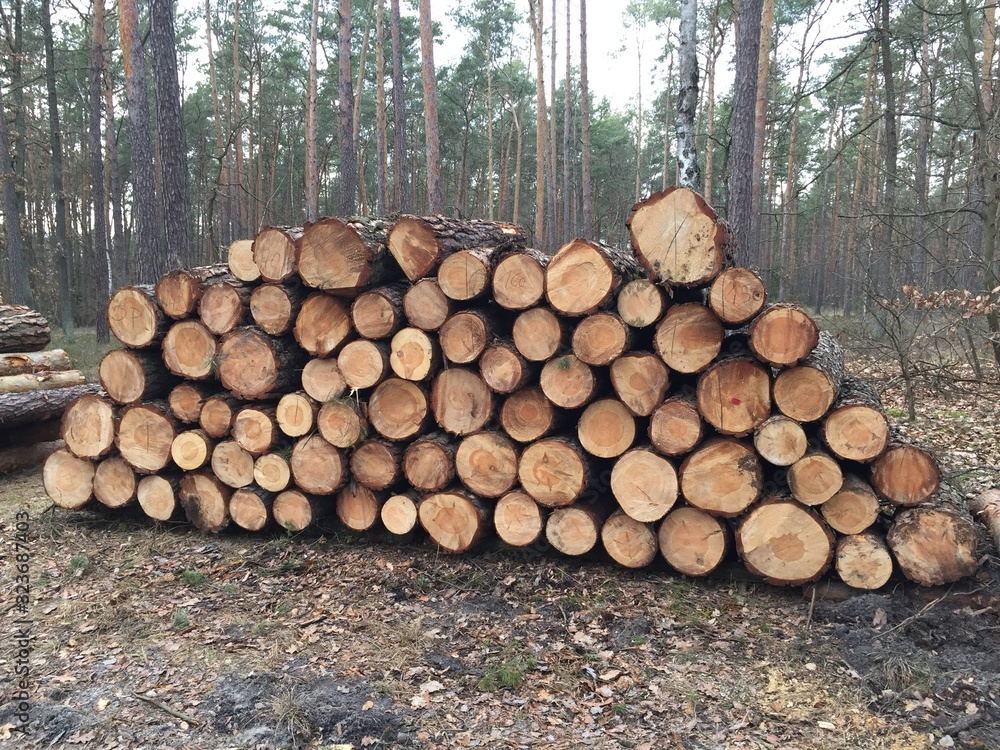 wycinka lasów , wycinanie lasu , wycinanie borów ,drewna, drzew, dzienniki, drewno, drewno na opał, bory, pryzma, stos, ciąć, charakter, dziennik wycinka lasów , wycinanie lasu , wycinanie borów ,drewna, drzew, dzienniki, drewno, drewno na opał, bory, pryzma, stos, ciąć, charakter, dziennik