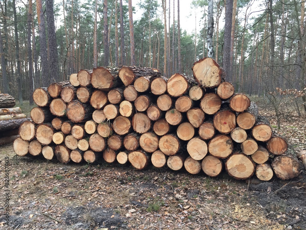 wycinka lasów , wycinanie lasu , wycinanie borów ,drewna, drzew, dzienniki, drewno, drewno na opał, bory, pryzma, stos, ciąć, charakter, dziennik