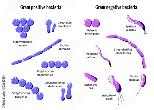 Microbiology set. Arrangements of bacterial microorganism. Gram positive and Gram negative bacteria. Isolated on white photo