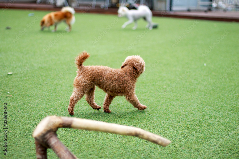 Happy puppies in a private playground Happy puppies in a private playground