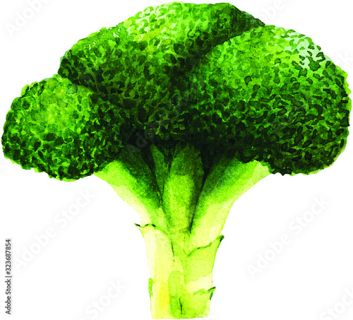 Hand drawn watercolor broccoli illustration isolated on white background. Vector
