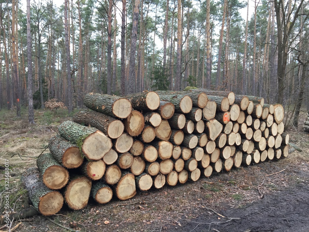 wycinka lasów , wycinanie lasu , wycinanie borów ,drewna, drzew, dzienniki, drewno, drewno na opał, bory, pryzma, stos, ciąć, charakter, dziennik