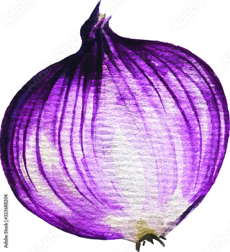 Hand drawn watercolor onion illustration isolated on white background. Vector