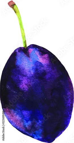 Hand drawn watercolor plum illustration isolated on white background. Vector