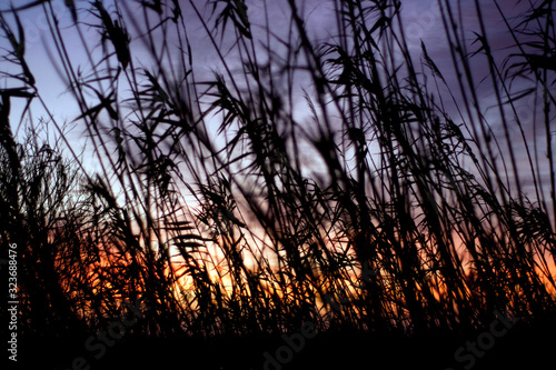 vegetation moved by the wind with the red sun behind in the  sunrise. movement concept.