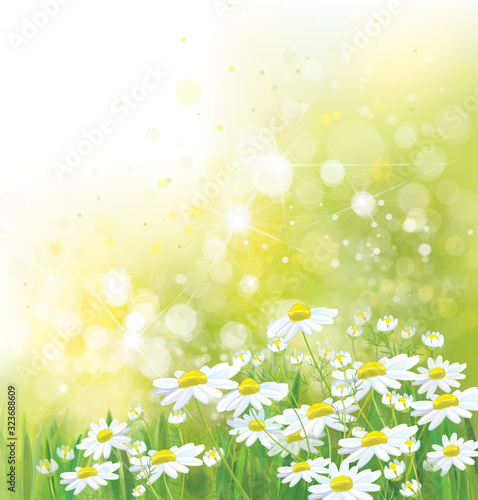 Vector summer, nature background. Daisy flowers in sunshine. © rvika