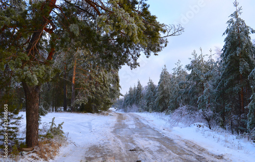 green branches of coniferous and deciduous trees on the background of a forest road in a winter forest