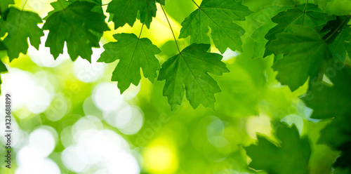 green leaves background in sunny day