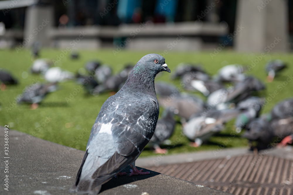 Obraz premium pigeon in the park