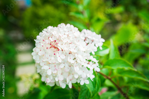 Blooming hydrangea in the garden. Shallow depth of field.