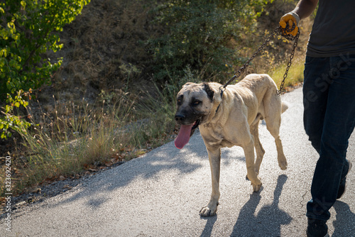 Man walk with Anatolian shepherd dog (Sivas kangal kopek, kopegi) photo