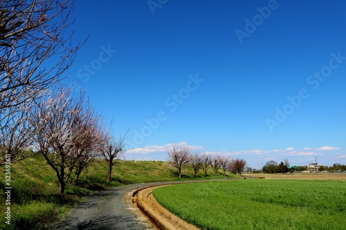 ウメ 道 田舎 青空 風景 渡良瀬 杤木