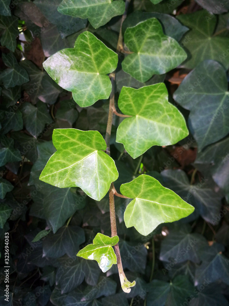 ivy leaves on the wall ivy leaves on the wall