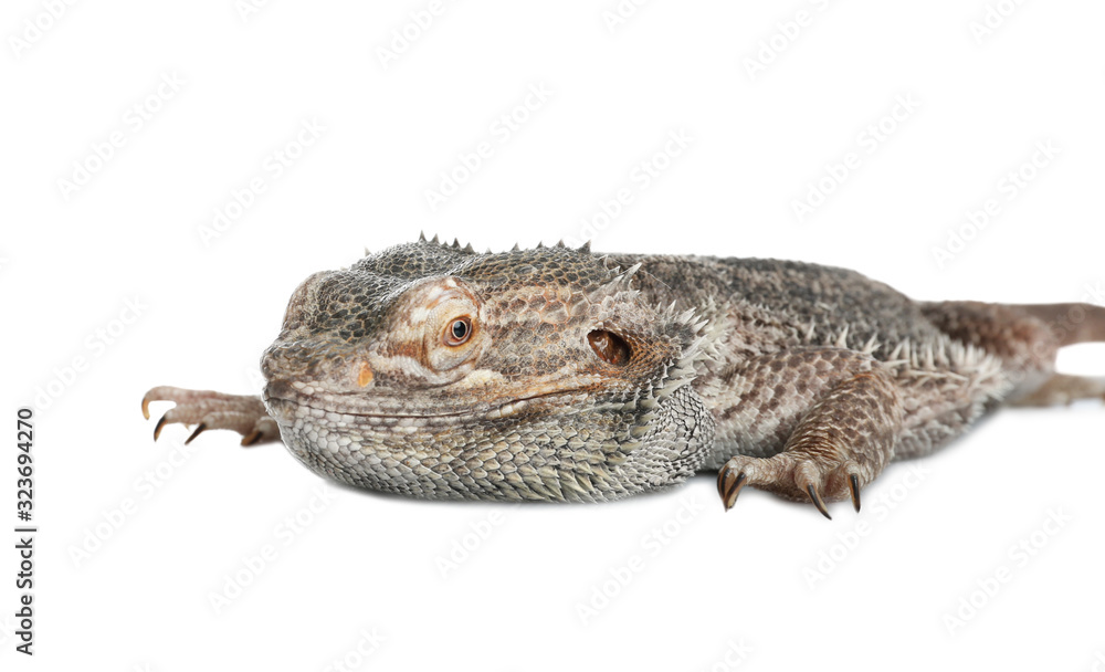 Obraz premium Bearded lizard (Pogona barbata) isolated on white. Exotic pet