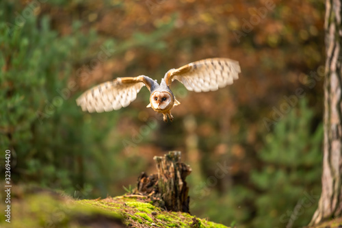 Hunting Barn Owl in nice morning light. Wildlife scene from wild nature. Flying bird above the meadow, United Kingdom.