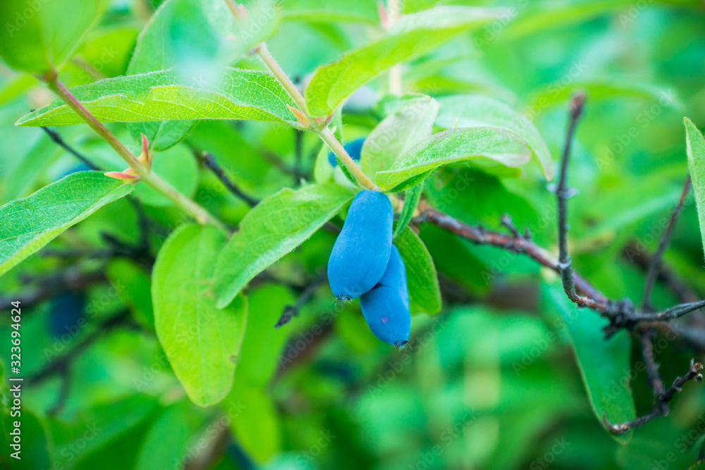 Ripe honeysuckle berries on the bush. Selective focus. Shallow depth of field. Ripe honeysuckle berries on the bush. Selective focus. Shallow depth of field.