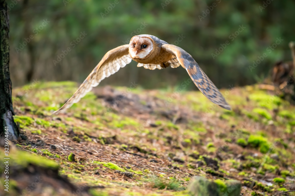 Obraz premium Hunting Barn Owl in nice morning light. Wildlife scene from wild nature. Flying bird above the meadow, United Kingdom.