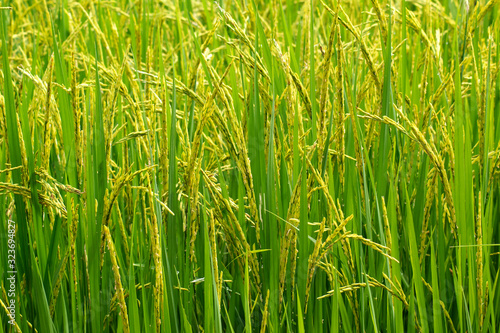 green ear of rice plant in nature farm