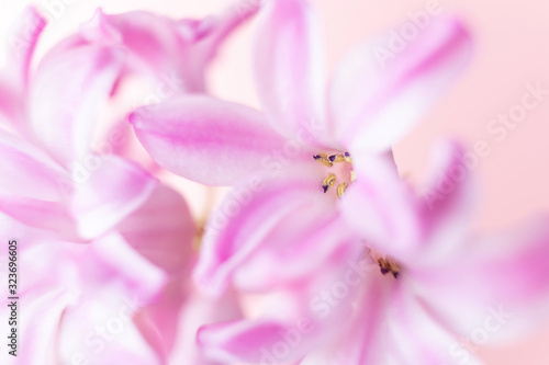 Petal of pink hyacinth on a pink background. Macro photo. The concept of a holiday, celebration, women's day, spring. Background natural image, suitable for banner, postcard.