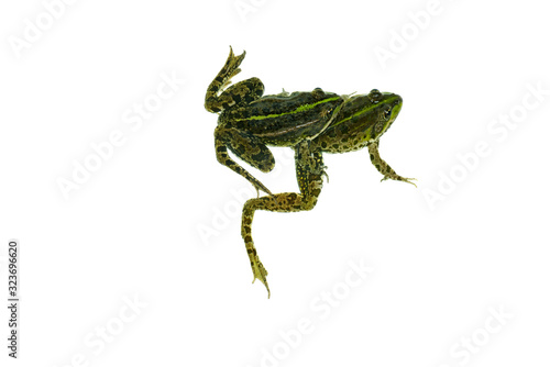 Two common green frog isolated on white background. View from above