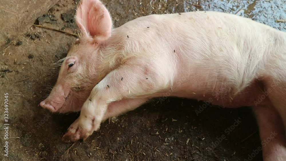 Pigs that are infected with this disease for the first time will have symptoms of dizziness, loss of appetite, a lot of headaches and shaggy, very interesting. There may be muscle cramps or causing ba Pigs that are infected with this disease for the first time will have symptoms of dizziness, loss of appetite, a lot of headaches and shaggy, very interesting. There may be muscle cramps or causing ba
