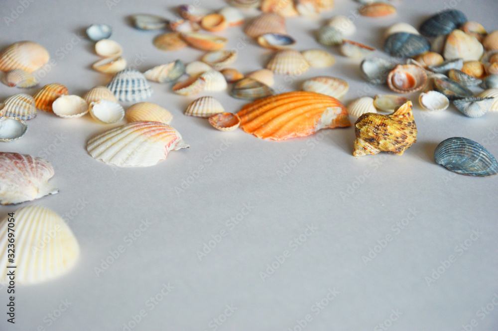 sea shell on a light background.