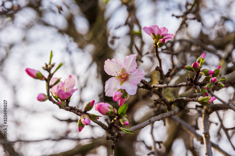 Pink almond flower on the branch of almond tree. Pink almond flower on the branch of almond tree.