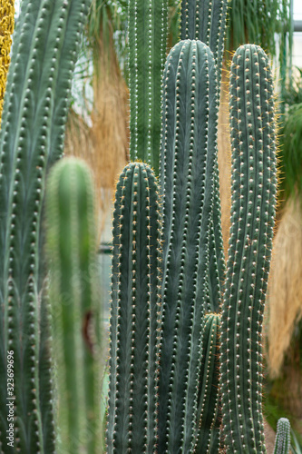 Cactus in the Botanic Garden
