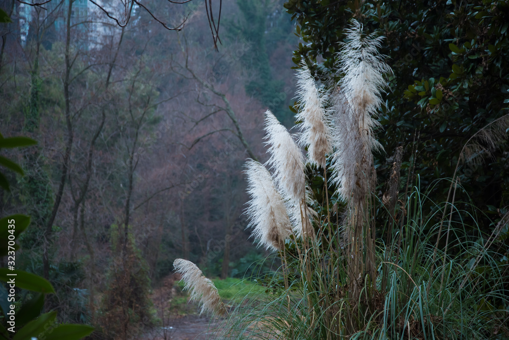 Obraz premium Pampas Grass in garden. Cortaderia selloana, commonly known as pampas grass.