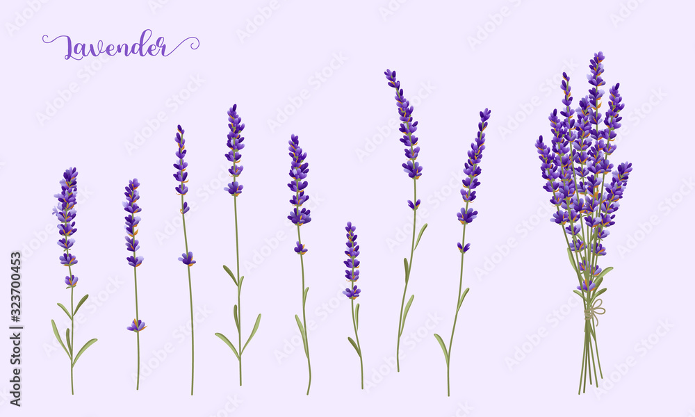 Single Lavender Flower Vector