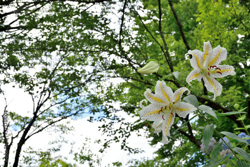 Gold banded lily - Lilium auratum. It is called 