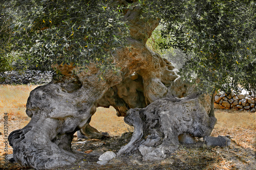 Olivenbaum  Olea europaea  alter Baum  Insel Kreta  Griechenland  Europa
