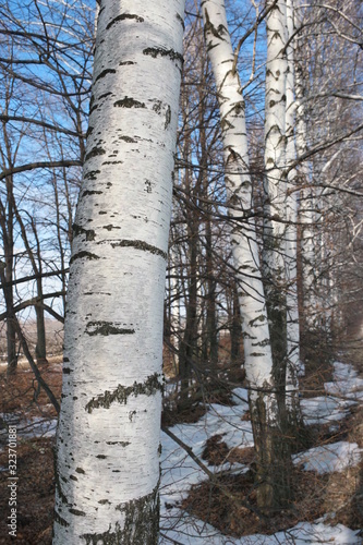  white trunks of birch trees on snow 