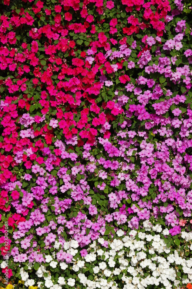 flowers background bright and colorful