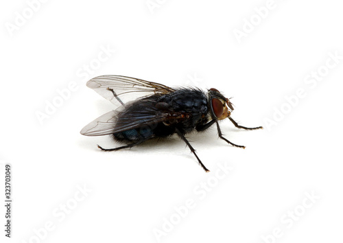  fly on a white background © Alekss