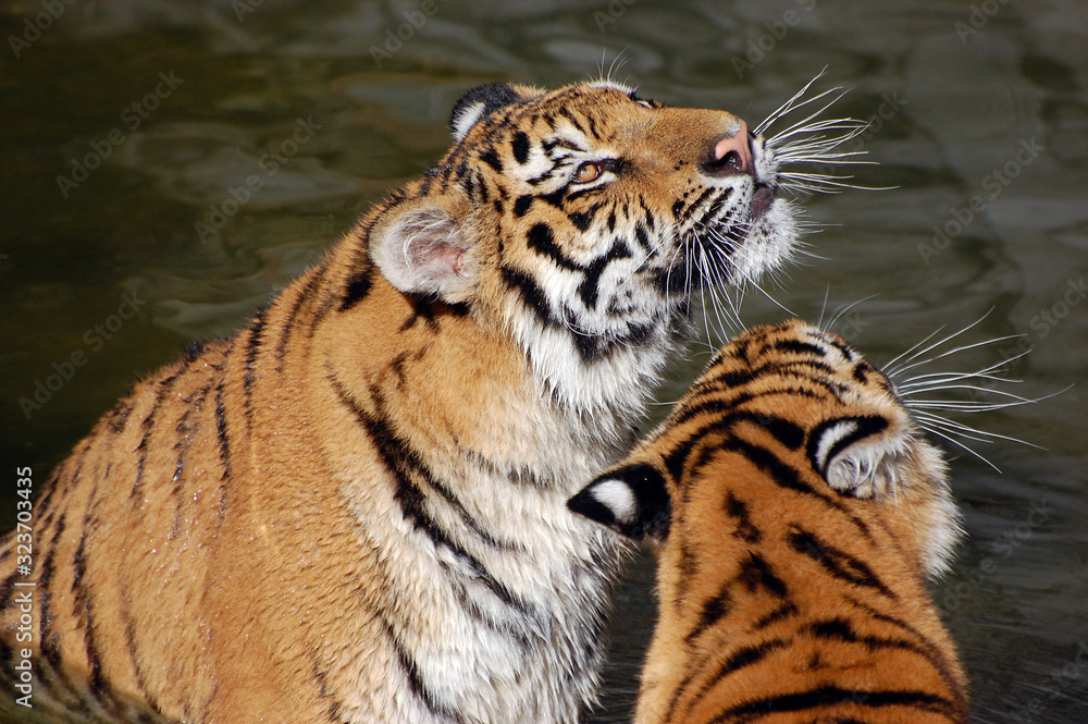 Naklejka Tygrysy bawią się w wodzie