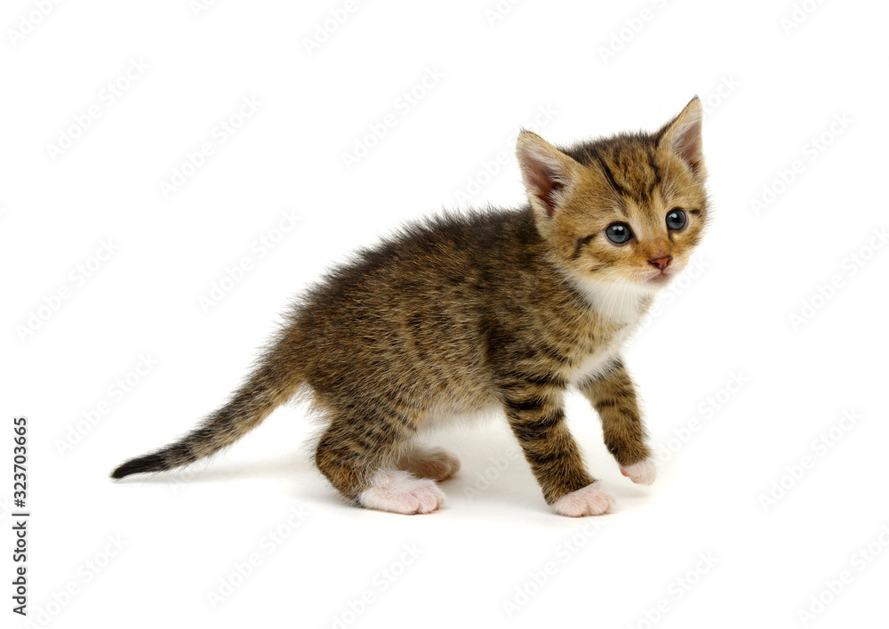 Fototapeta premium Cut baby tabby kitten on white