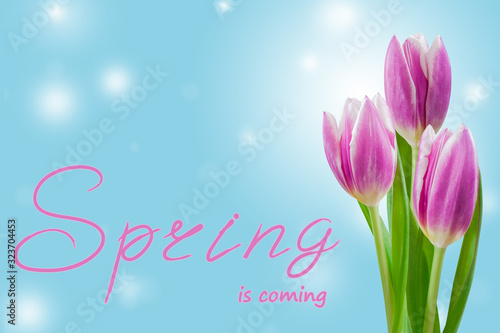 Spring background with tulip and lettering