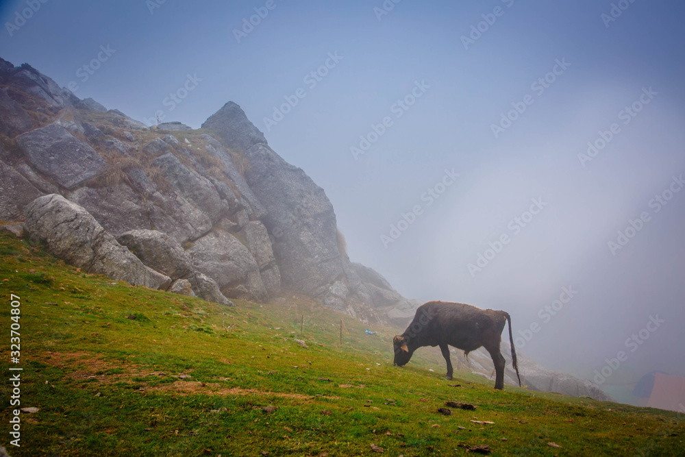 cow on hill with fog. Indian magic Himalayas mountains in Dharamshala Treck to Triud. Himachal Pradesh.