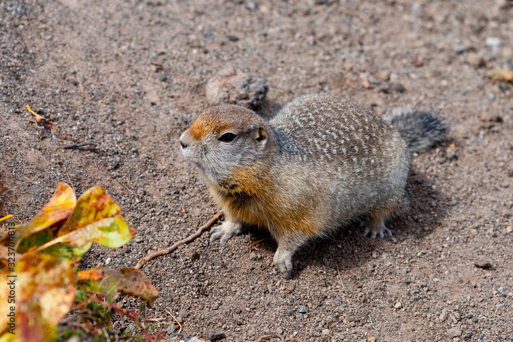 Naklejka premium American gopher - Arctic squirrel.
